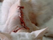 Fibrosarcoma cutáneo en una gata adulta y resolución quirúrgica